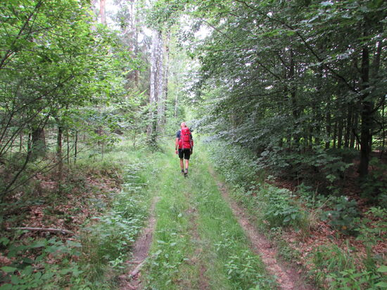 Dann weiter durch Wald