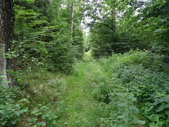 Hier ist der Weg mit hohem Gras zugewachsen.