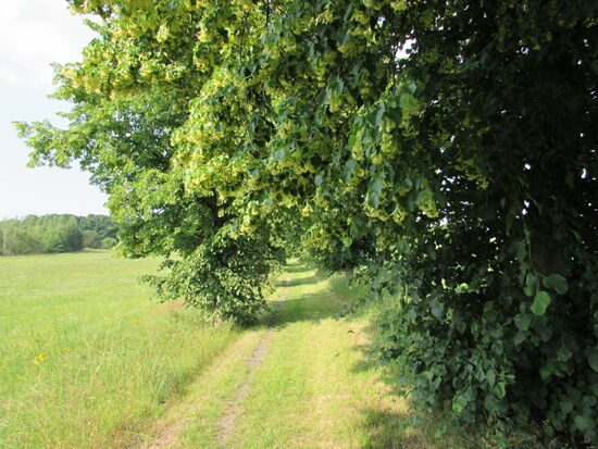 Ohne Zahlen zu müssen, marschieren wir unter blühenden Linden den Kirchweg entlang weiter. Begleitet werden wir von dem Gesumme unzähliger Insekten.