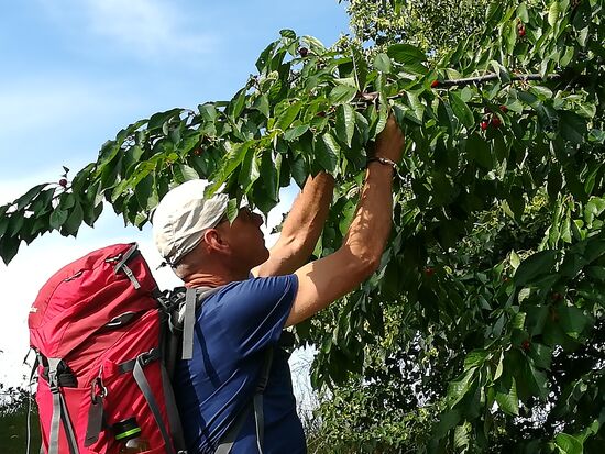 Am Straßenrand wachsen leckere Kirschen.