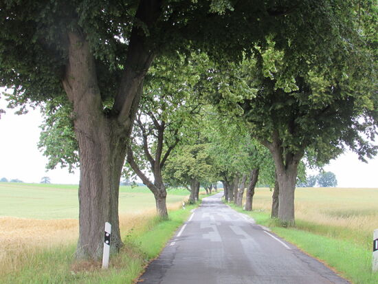 Auf der Allee geht es Schritt für Schritt weiter.