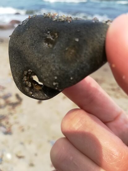 Der erste Hühnergott ist gefunden 