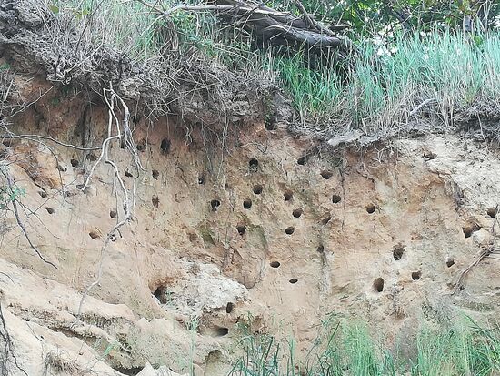 In der Steilwand brüten Seeschwalben