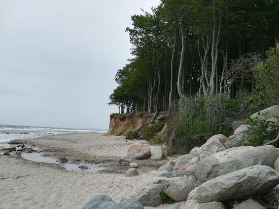 Die Steilküste ist bis zur Abbruchkante mit Buchenwald bewachsen.