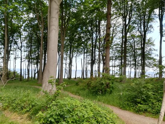 Buchenwald bis dicht ans Meer