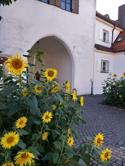 Blick auf die Stadtmauer. In vielen Teilen wurden Wohnungen integriert. Die Innenstadt ist in vielen Teilen mit Kopfstein gepflastert.