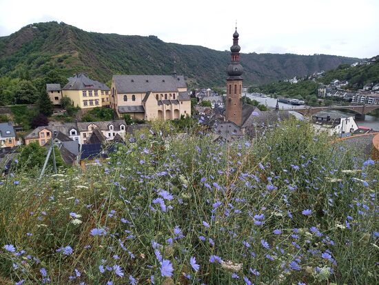 Blütenreicher Blick auf Cochem