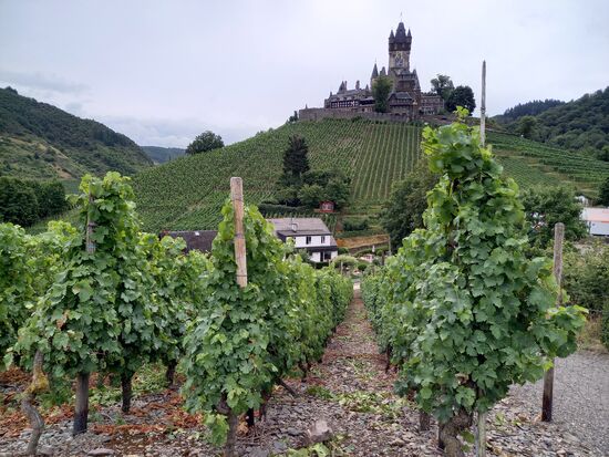 Die Burg ist von Weinbergen umgeben und so sind die Weinreben unsere stetigen Begleiter.