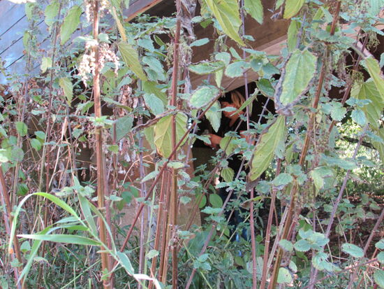 Ganz versteckt ein weiterer Geocach 