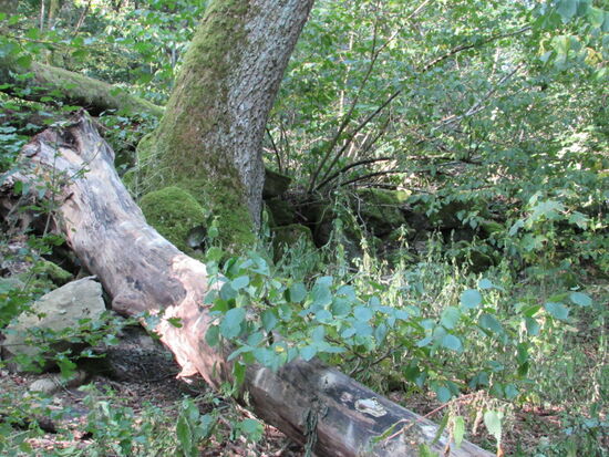 Mystisch mit Moos überwachsen