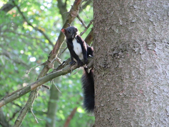 Auf dem Rückweg sehen wir noch dieses Eichhörnchen.