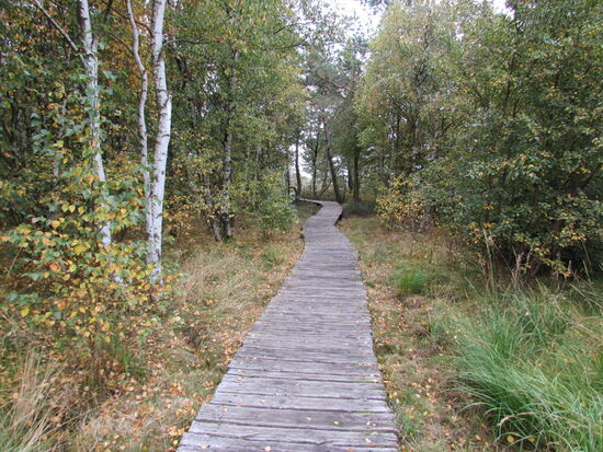 Auf Holzstegen führt der Pfad durch das Moor- Gebiet.