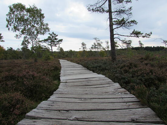 An mehr als 200 Tagen soll es hier neblig sein und wir können uns gut vorstellen wie mystisch es dann aussieht.