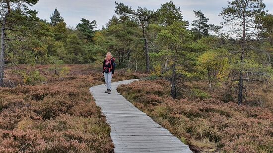 Die Landschaft ist geprägt durch den Bewuchs von Blaubeeren, Heide, Gräser, Moor Birken und krüpligen Kiefern.