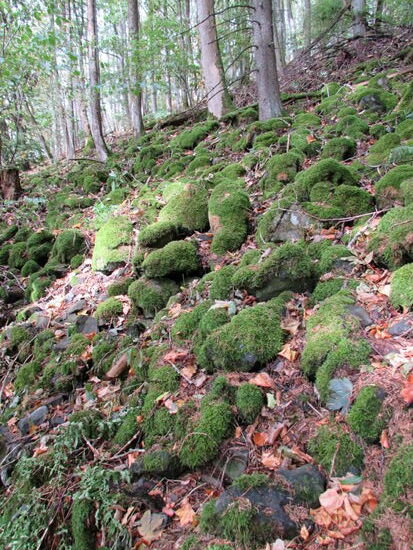An den Hängen sehen wir unzählige mit Moos überwachsene Steine, sogenannte Basaltmeere. Diese Gegend war lange baumlos. Erst mit der Zeit kamen Moose, Pflanzen und Bäume dazu.