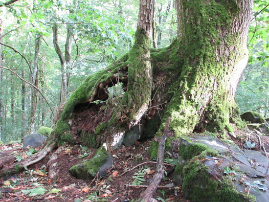 Der Wald wirkt mit seinen mit Moos bewachsenen Steinen und Baumwurzeln mystisch und geheimnisvoll.