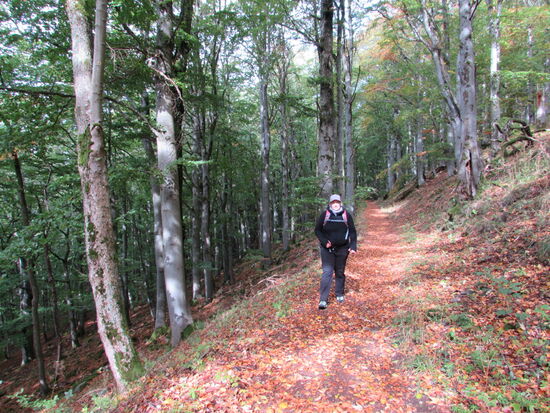 Wir folgen weiter dem Lehrpfad. Alles sieht schon sehr herbstlich aus.
