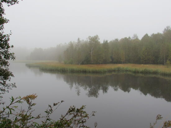 Als erstes erreichen wir den Moor Teich, der durch den Nebel einen besonderen Charme versprüht.
