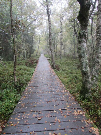 Auf Holzstegen geht es weiter. Allerdings ist nichts was einem Moor ähnlich wäre zu sehen.