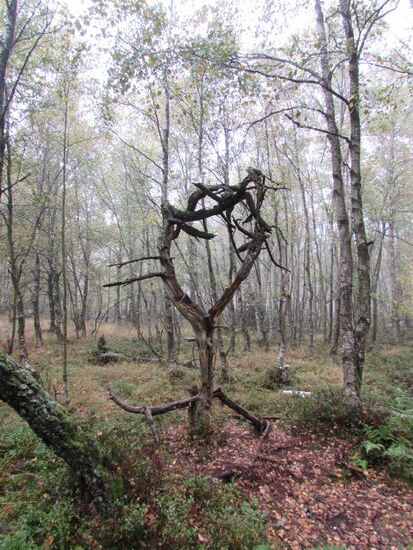 Ein skurril gewachsener Baum. Für uns sieht es "herzlich" aus.