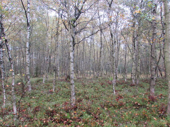 Hier wächst die größte zusammenhängende Fläche an Karpaten Birken in Europa. Diese Moor Birke stammt ursprünglich aus den Karpaten.