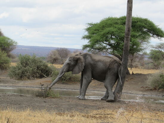 2019 - Safari - ein unbeschreiblich tolles Erlebnis! Ich freue mich auf die nächste Tour!