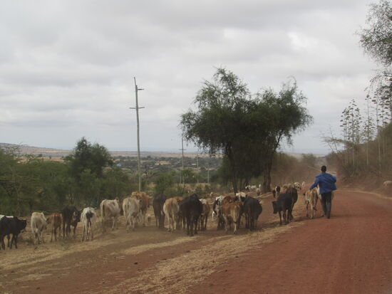 Wir begegnen mehrere Male Hirten mit ihren Rinderherden