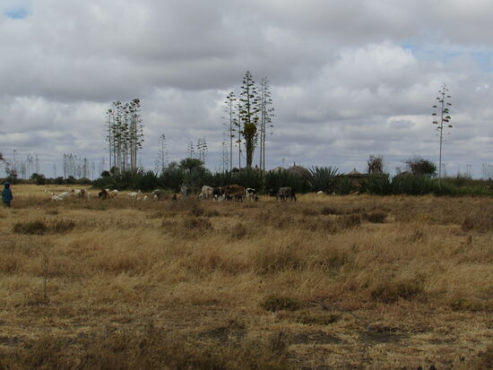 Hinter den riesigen Agaven versteckt sich ein kleines Dorf aus Lehmhütten.