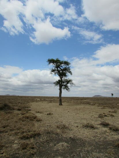 Für mich ein Baum der Hoffnung - es wäre schön, wenn hier schon bald eine Schule stehen würde.