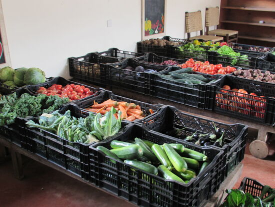 Alles steht tipp topp in Reihe und Glied. Der Farmer ist ein Holländer und baut alles in Bio Qualität an.