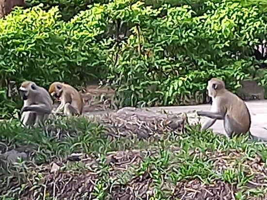 Es kann auch schon mal vorkommen, das diese munteren Gesellen den Weg kreuzen  