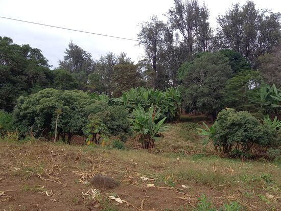 Bananenstauden gehören wie selbstverständlich in das Landschaftsbild.