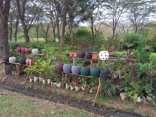 Nur wenige Meter weiter sind es Pflanzen und Gefäße.