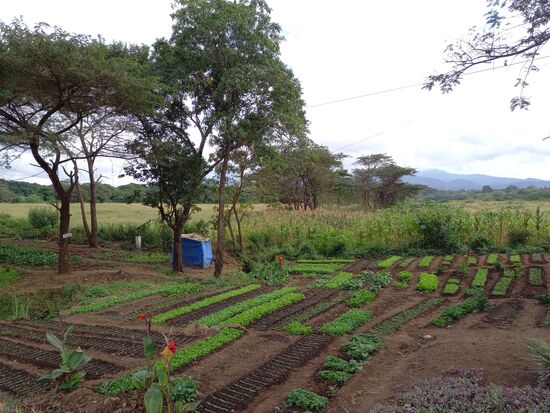 Dann komme ich an eine Gärtnerei vorbei.