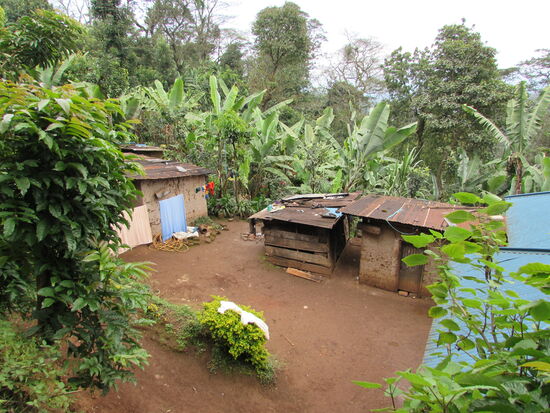 Am Wegesrand die Häuser der Farmer - viele bauen Bananen und Kaffee an.