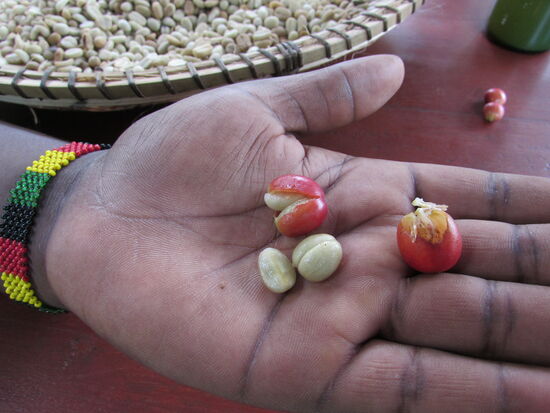 In jeder Kaffeekirsche stecken zwei bis drei Kaffeebohnen.