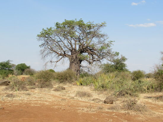 Auf dem Weg zu den Hot Springs fahren wir durch die Savanne. Hier sehen wir einige Baobab Bäume.