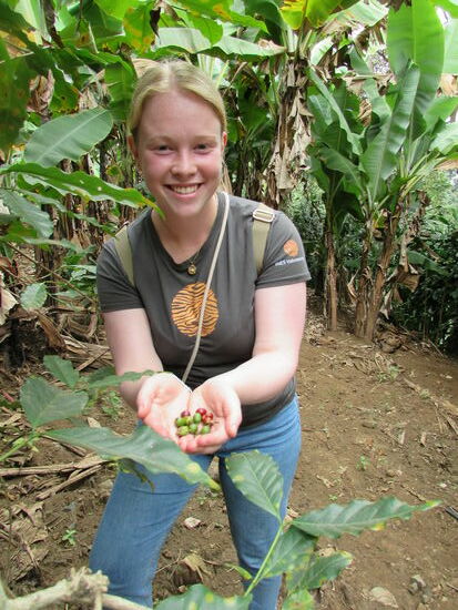 Eine Hand voll Kaffee Kirschen