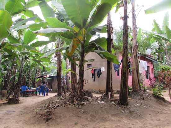 Die kleine Farm versteckt sich regelrecht unter den Bananen Stauden.