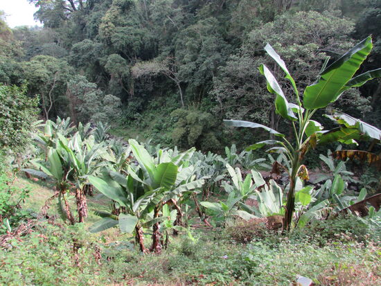 Bananen Stauden säumen den Weg
