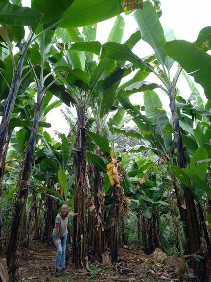 Unter riesigen Bananen Stauden