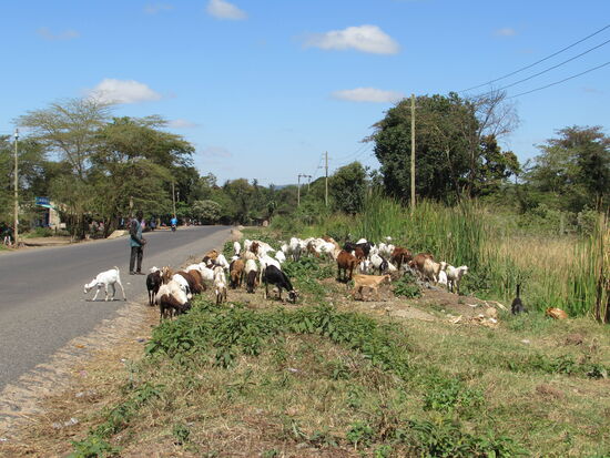 Herden von Ziegen oder Rindern gehören in das Straßenbild von Tansania.