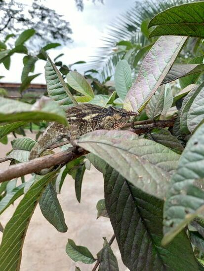 In den Büschen wird ein Chameleon entdeckt und sofort wird er von allen Seiten abgelichtet.