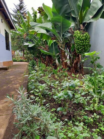 Einen kleinen Obst und Gemüse Garten gibt es auch  