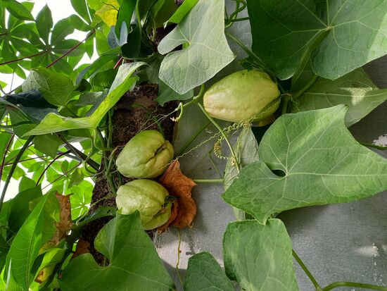 Wilde Gurken - schmecken wie eine Mischung aus Kohlrabi und Salatgurke.