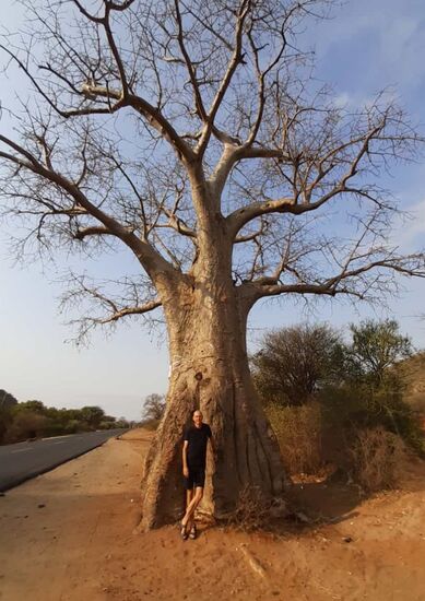 Entlang der Straße von Moshi Richtung Osten stehen viele Baobap Bäume.