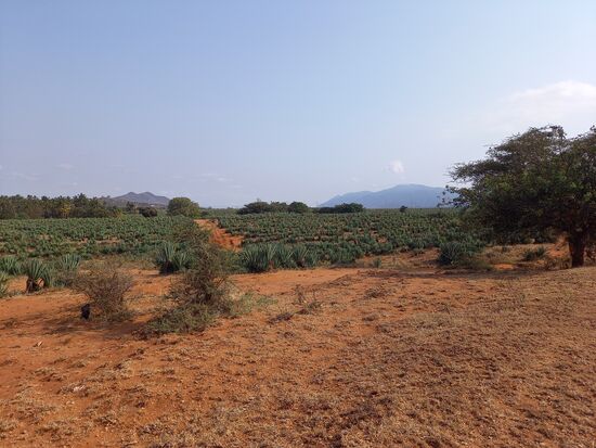 Es dauert nicht lang und wir sehen die Pare Berge und die riesigen Agaven Felder. Aus den Agaven wird Sisal gewonnen.
