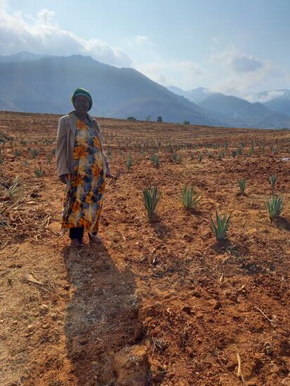 Die riesigen Felder werden komplett von Hand bearbeitet. Hier wurden gerade kleine Agaven gesetzt.