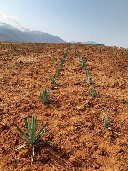 Die Felder gehören einem ausländischen Unternehmen. Die Einheimischen schuften für ein geringes Einkommen.