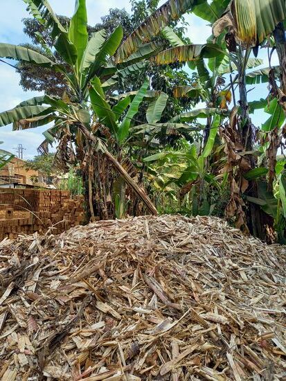 Zuckerrohr Geschnetzeltes